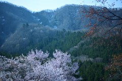 桜と残雪と竜山と