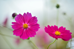 2025 秋の草花④