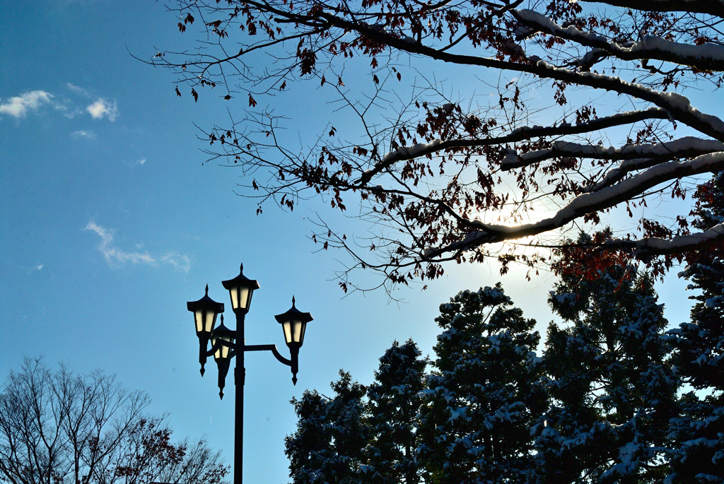 2025散歩写真納め④