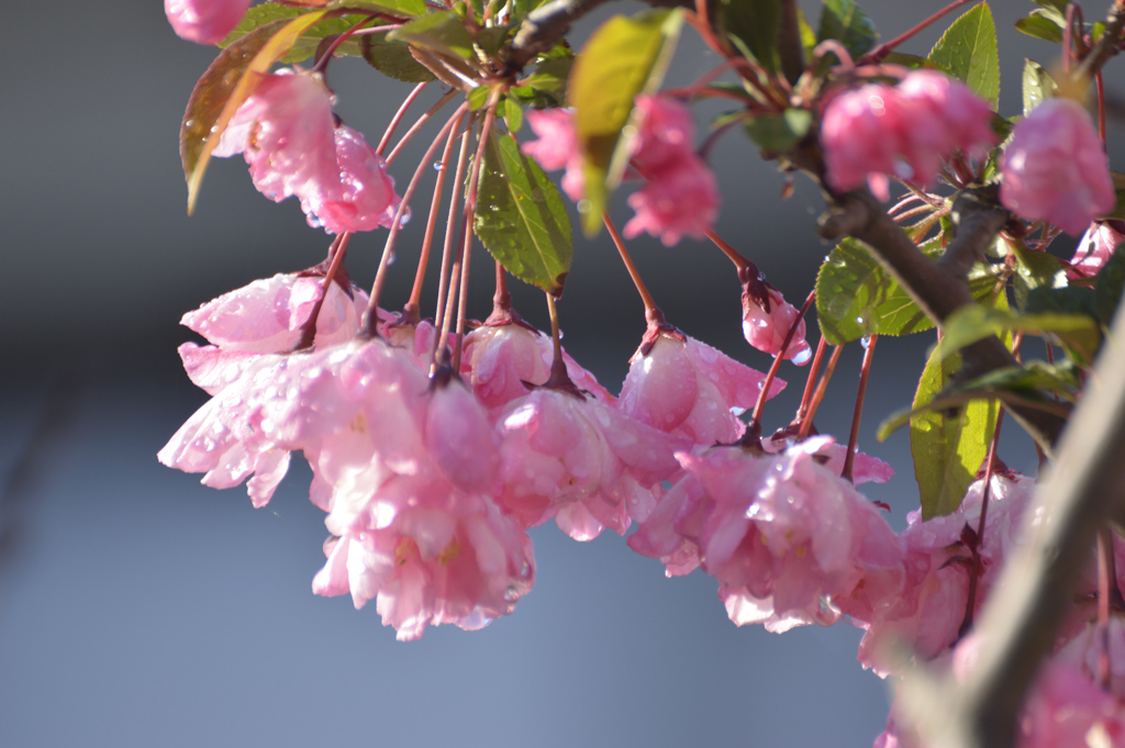 朝露と花