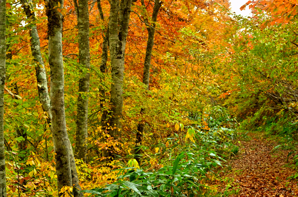 大江町田の沢から西川町大井沢ヘ④