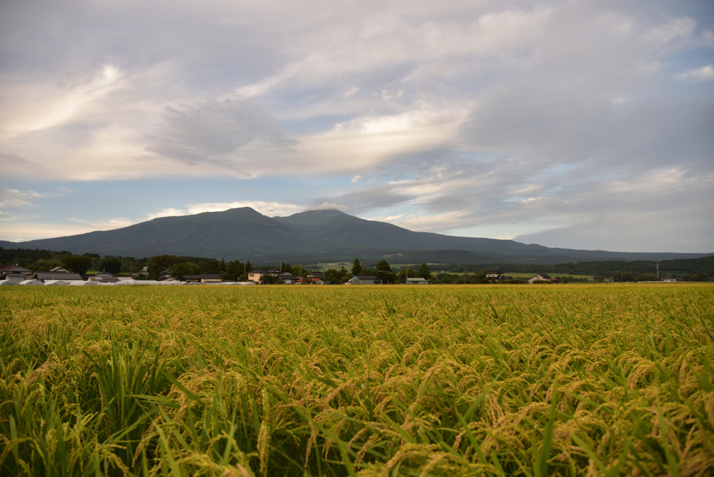 秋の庄内平野