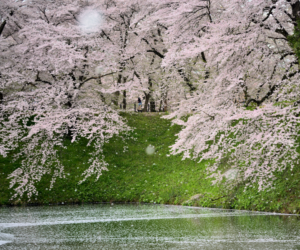 2025霞城公園散り時②