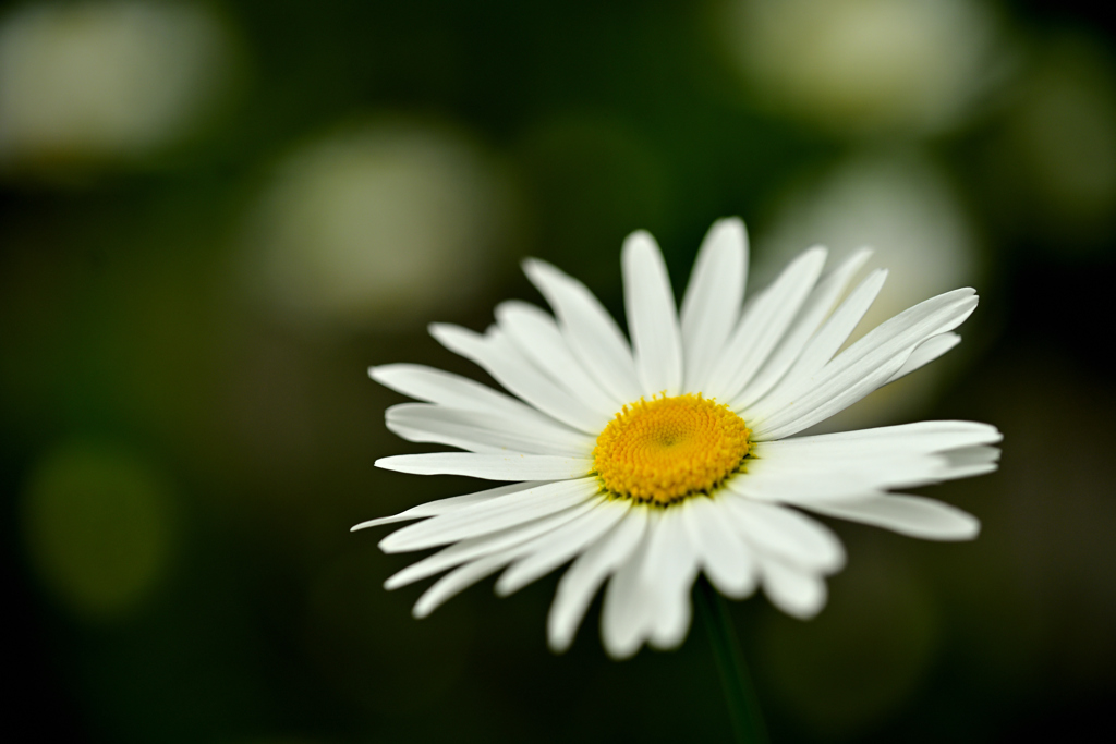 畔の花②