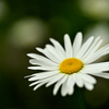 畔の花②