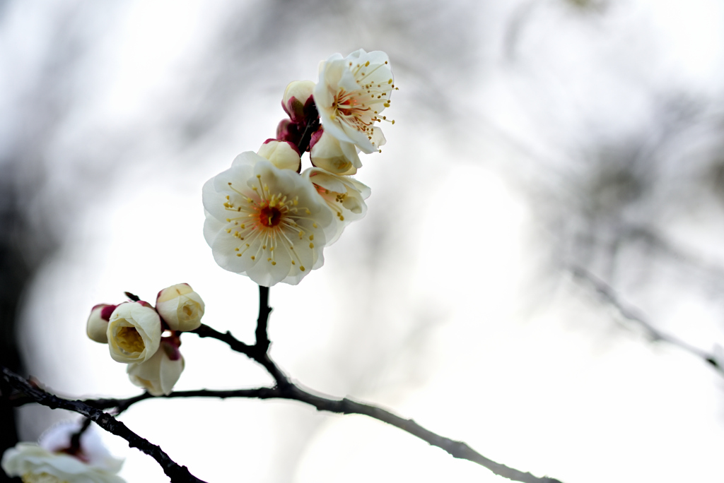 雪中花②