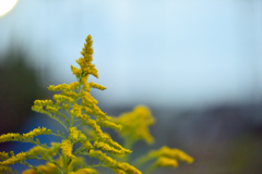 2025 秋の草花⑥