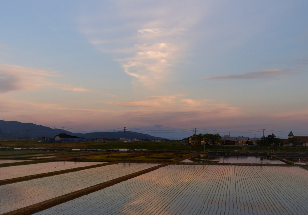 夕暮れの水田