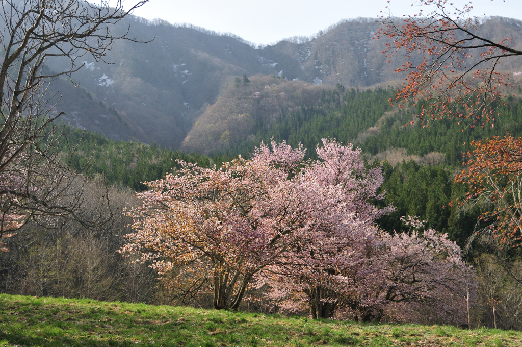 西蔵王大山桜②