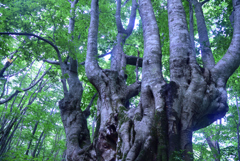 獅子ヶ鼻湿原植物群落