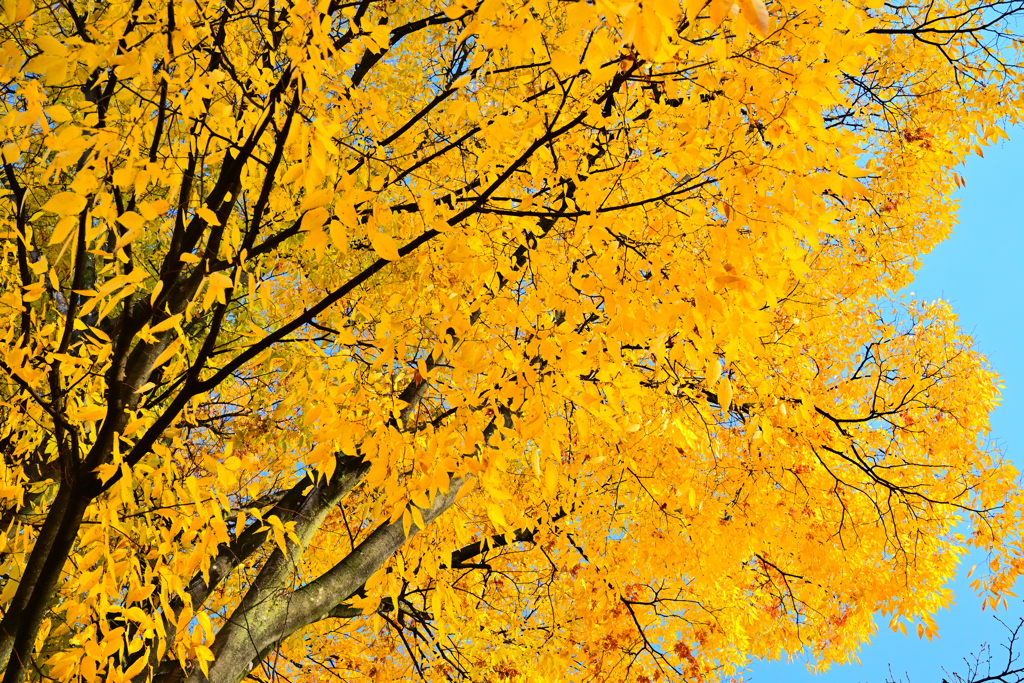 2025 児童公園の紅葉②