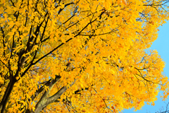 2025 児童公園の紅葉②