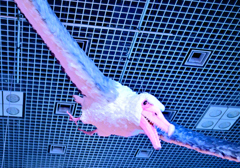 上野散歩⑥-国立科学博物館 鳥展