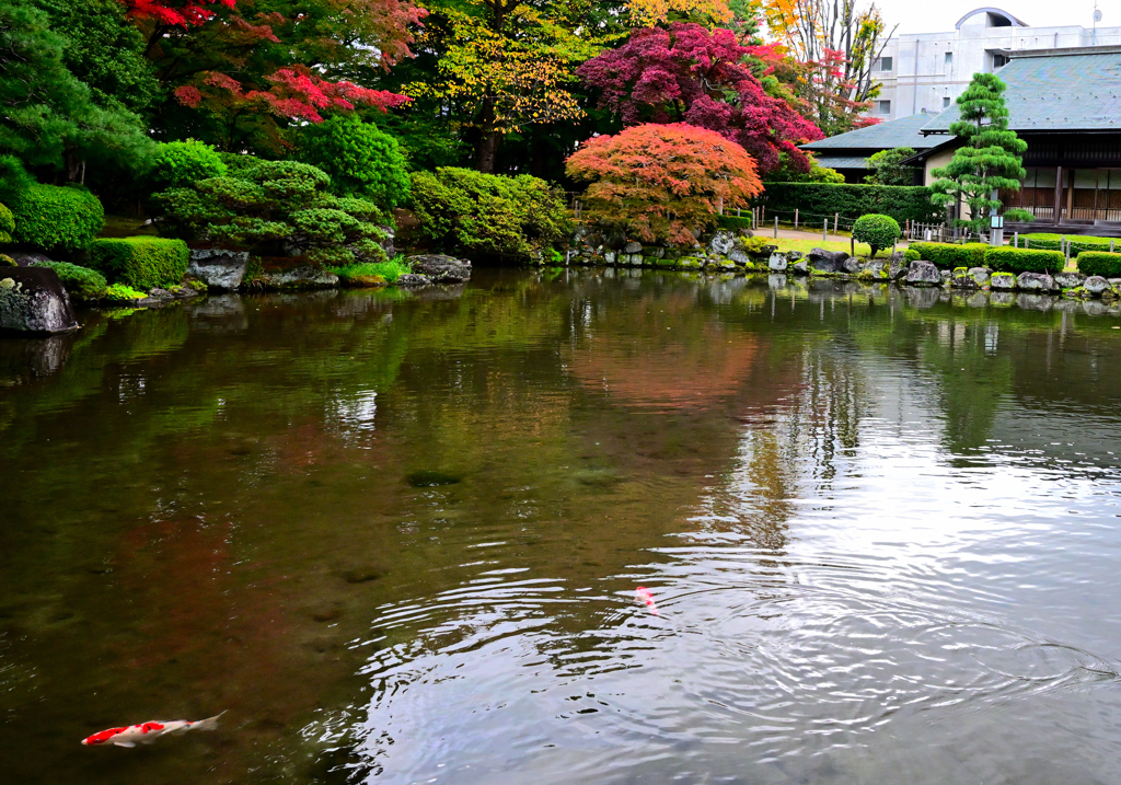 2025 文化の日③もみじ公園