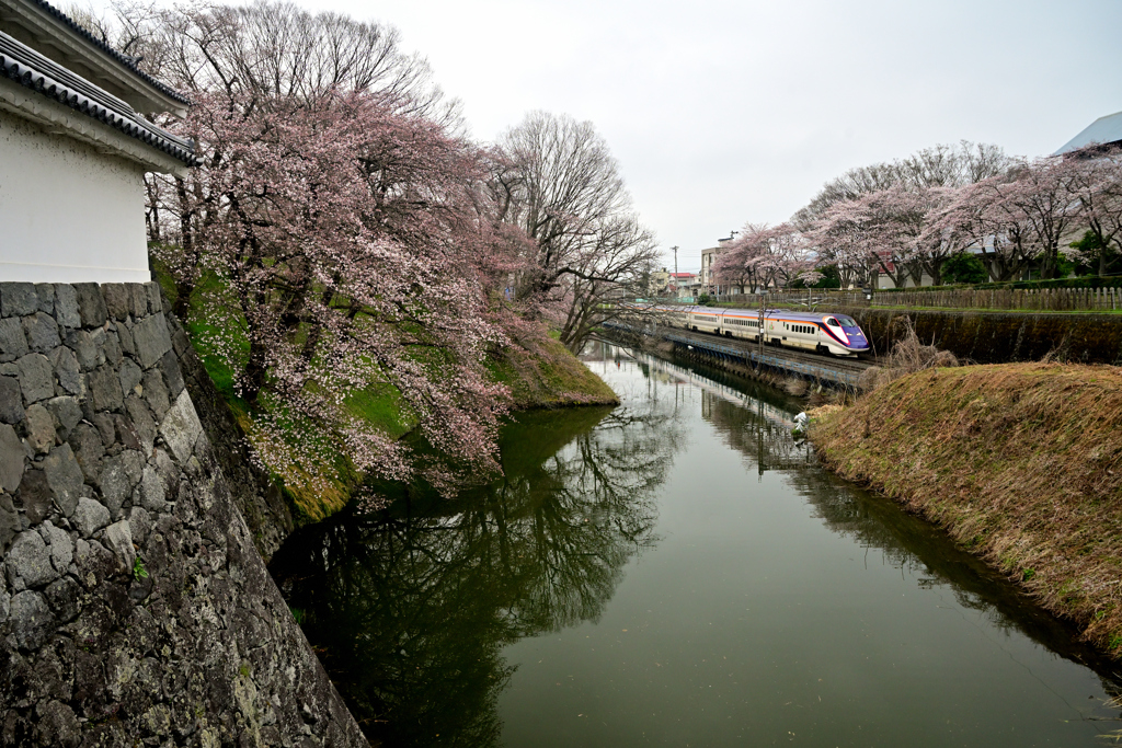 2025霞城公園五分咲①