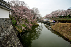 2025霞城公園五分咲①