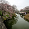 2025霞城公園五分咲①