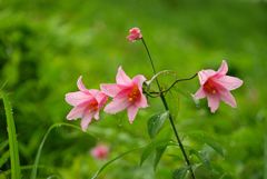ヒメサユリの花②