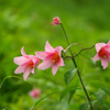 ヒメサユリの花②