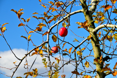 知恵の実 りんご
