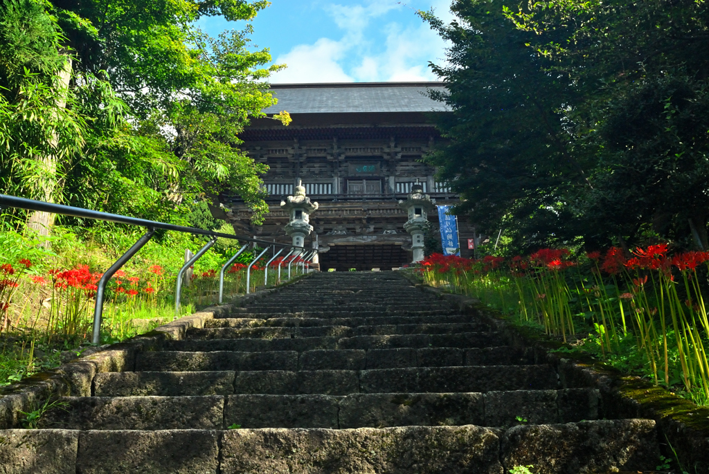 2025本山慈恩寺 曼珠沙華①