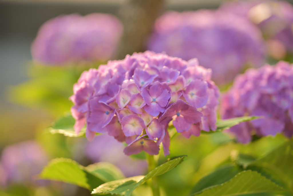 2022-6-25 あじさい④