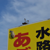お見合い