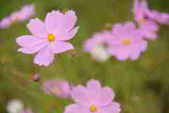 コスモスベルク