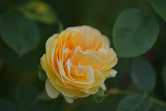 薔薇が咲いた