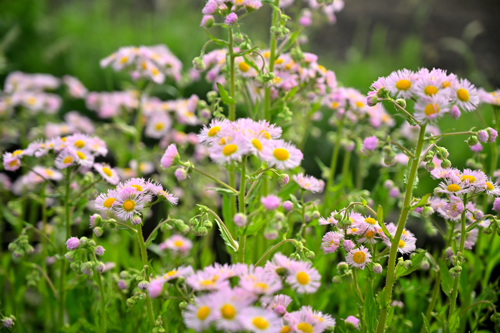 畔の花