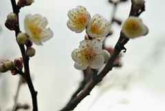 春は来ぬ 春ぞ来ぬ ⑦