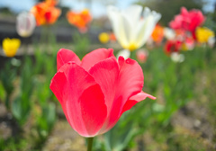 公園の春の花③