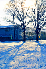 2025散歩写真納め①