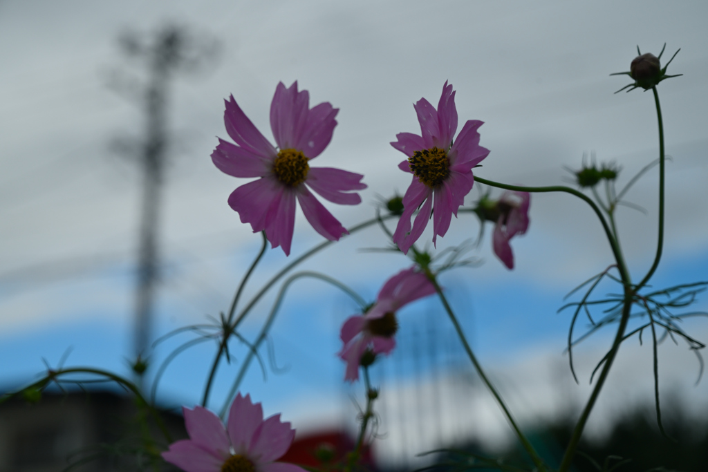 草刈り後の児童公園④