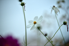 2025 秋の草花⑤