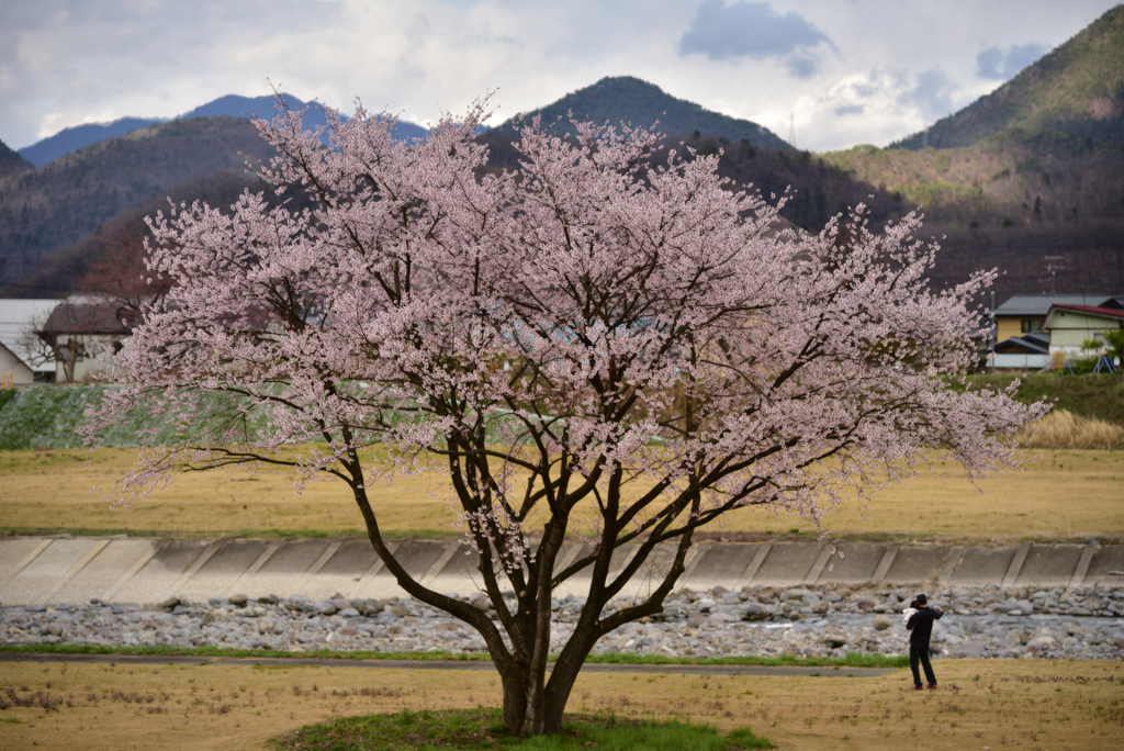 河原の一本桜