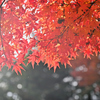 児童公園の紅葉①