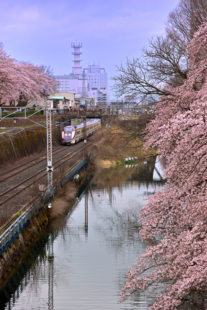 2025霞城公園八分咲①