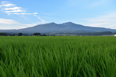 初夏の庄内平野