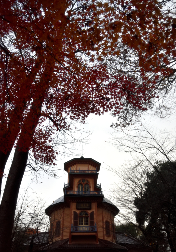 霞城公園の紅葉②