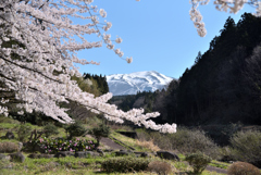 2021-4　鳥海と桜