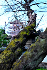 上野散歩②-上野東照宮