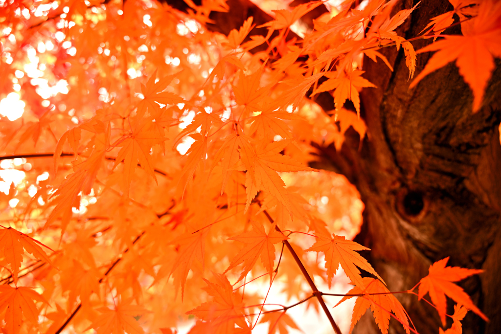 児童公園の紅葉②