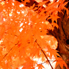 児童公園の紅葉②