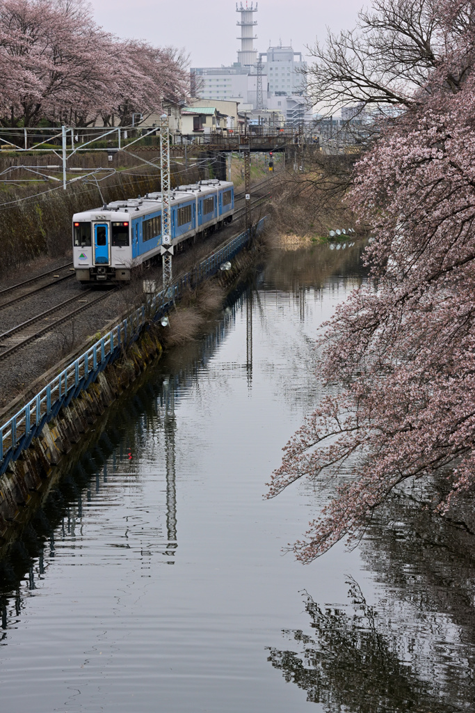 2025霞城公園五分咲④