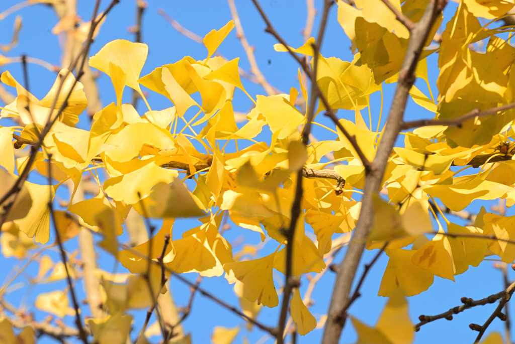 昨年の紅葉②