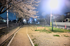 霞城公園三の丸公園三分咲き