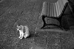 霞城公園の地域猫