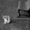 霞城公園の地域猫