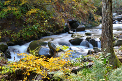 2025 秋-樽石川　散策②